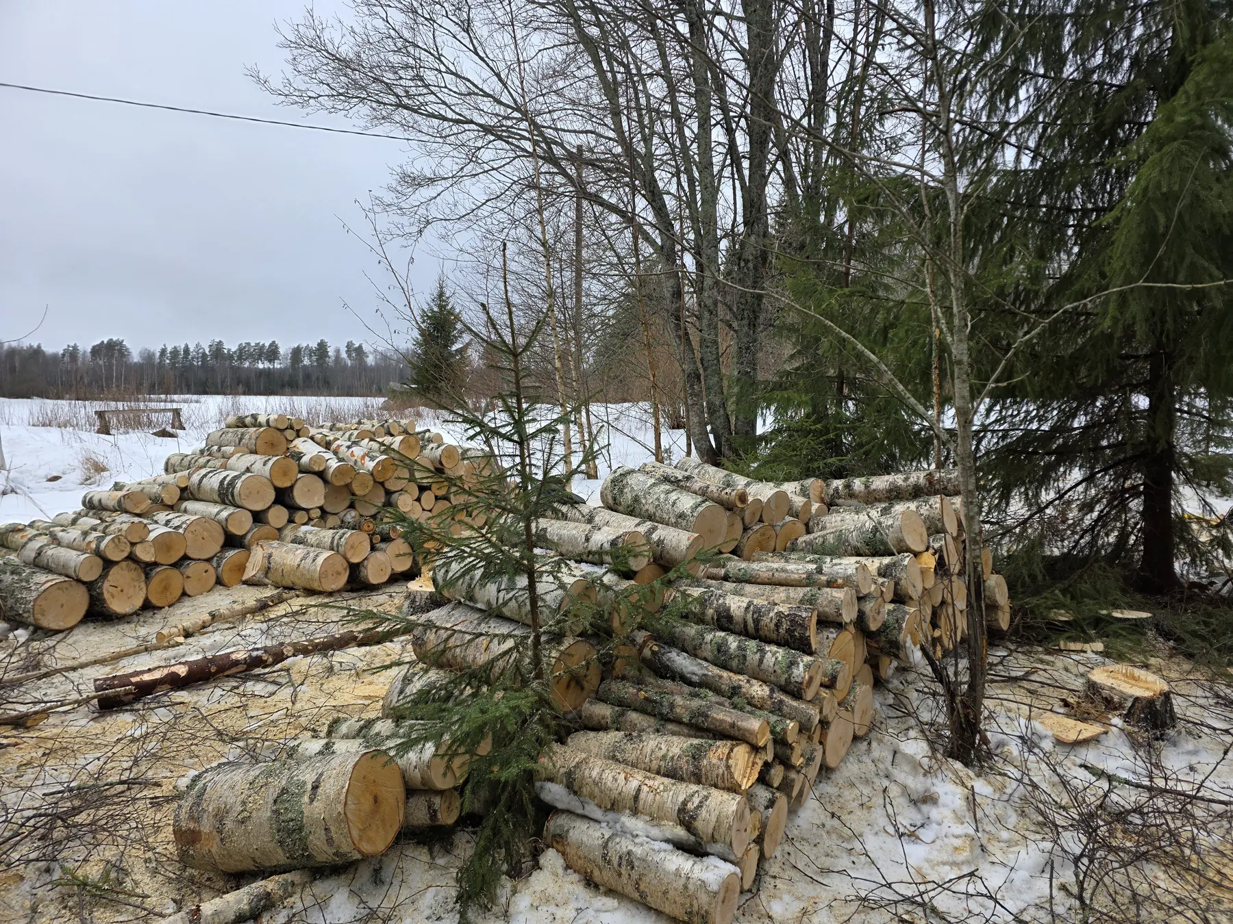 Pinoon kasatut pöllit puunkaadon jälkeen