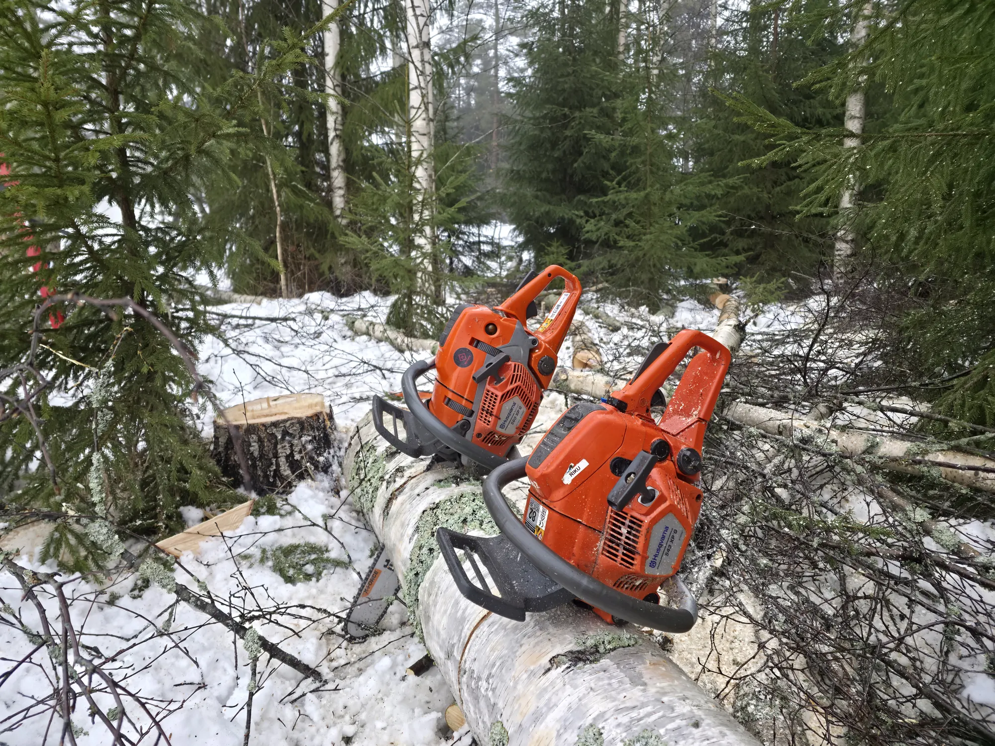 Pihapuiden kaato Hausjärvellä - ammattimetsuri työssä