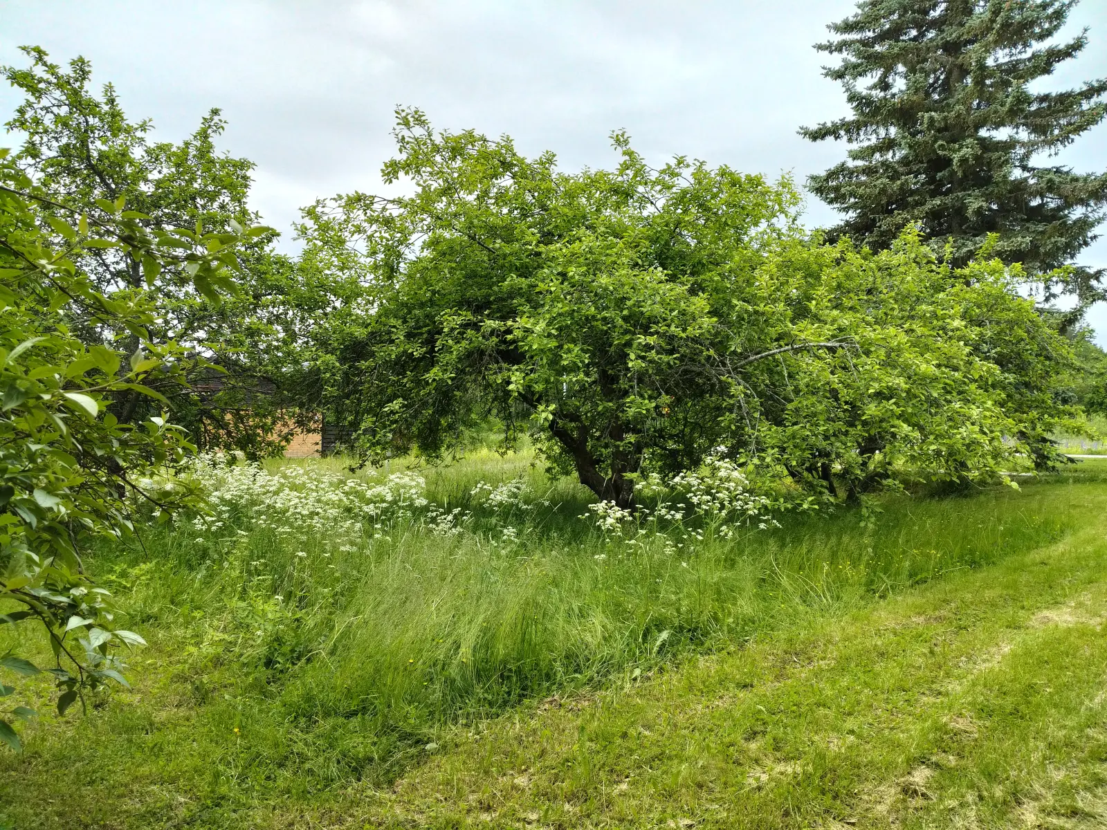 Nurmikon leikkuu – aiempi kohde ennen