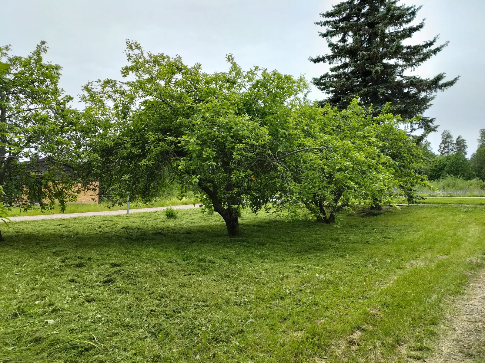 Nurmikon leikkuu – aiempi kohde jälkeen