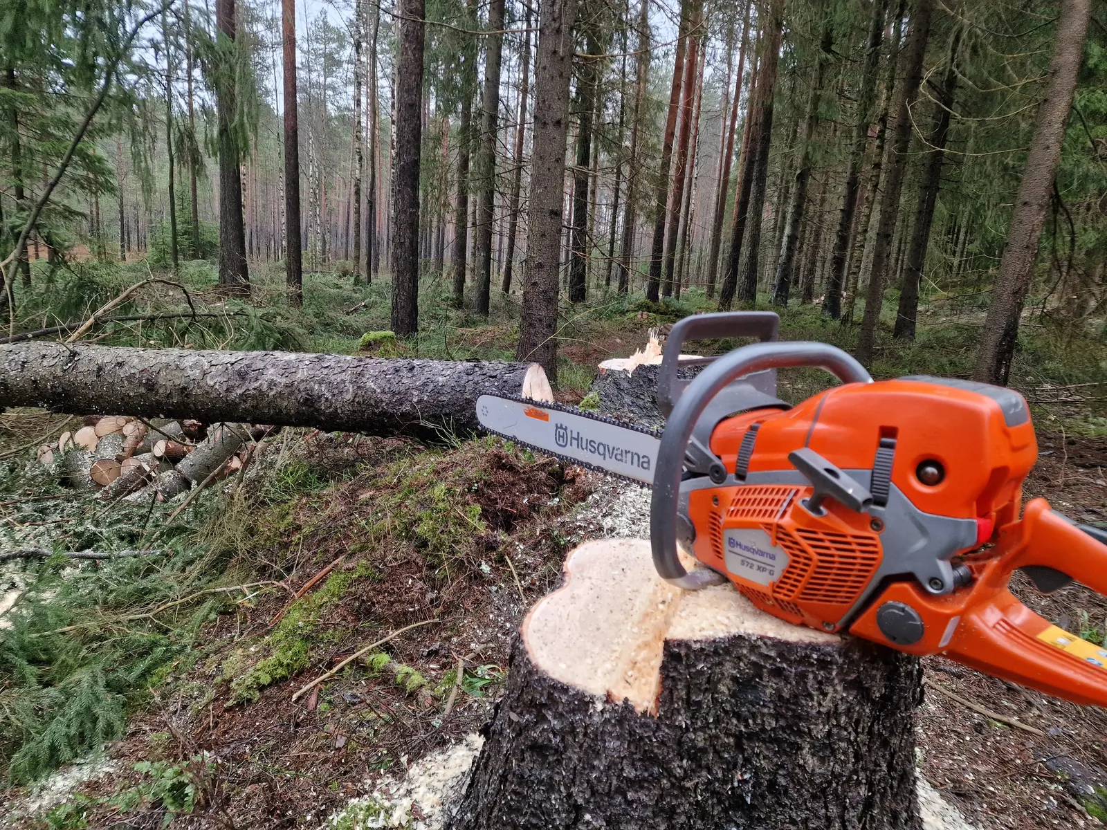 Pihapuiden kaato pihapiirissä