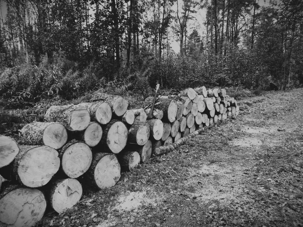 Työskentely moottorisahalla