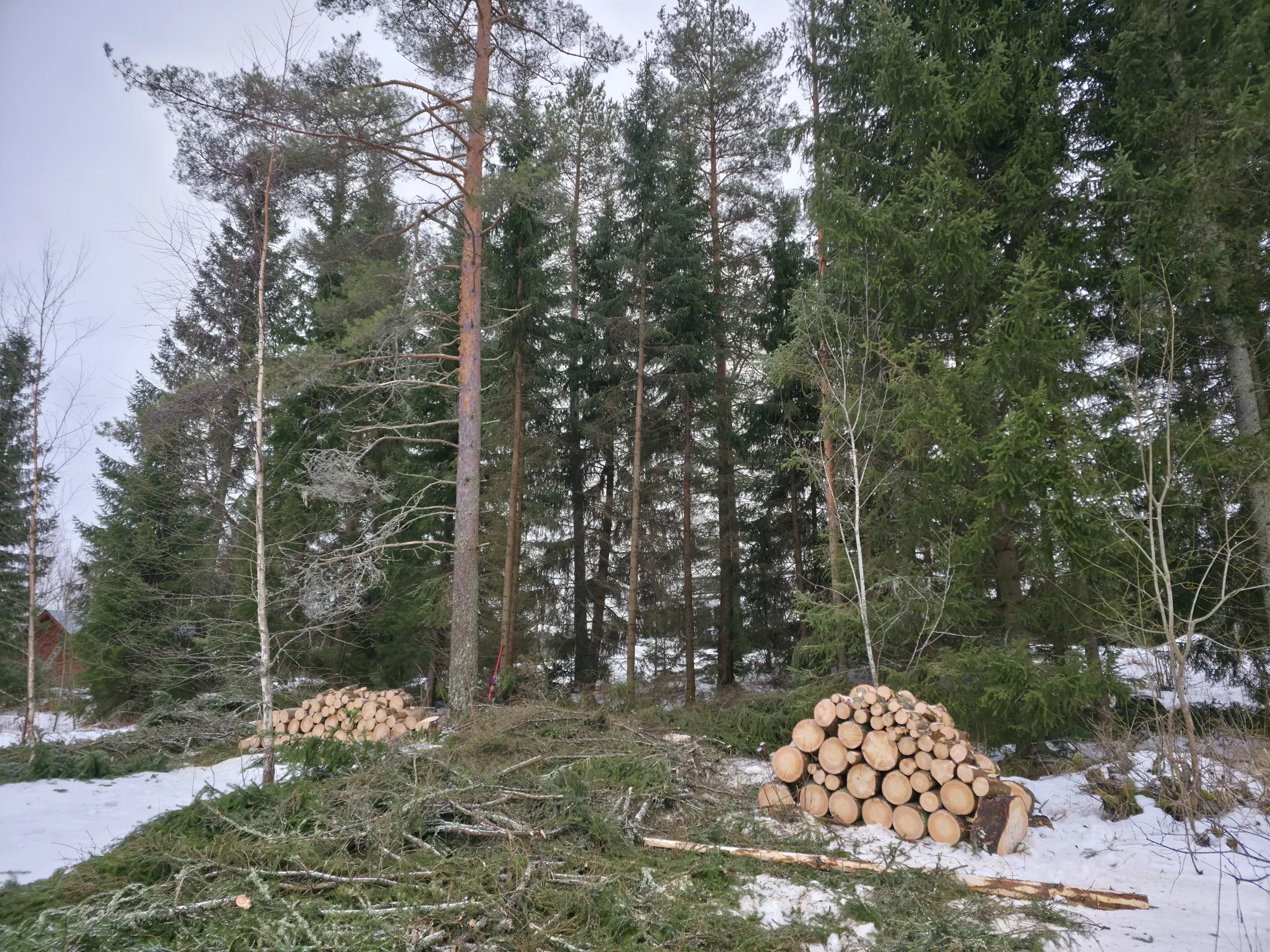 Tonttipuuhakkuu Hausjärvellä