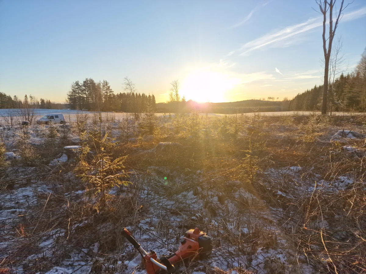 Varhaisperkaus auringonlaskussa