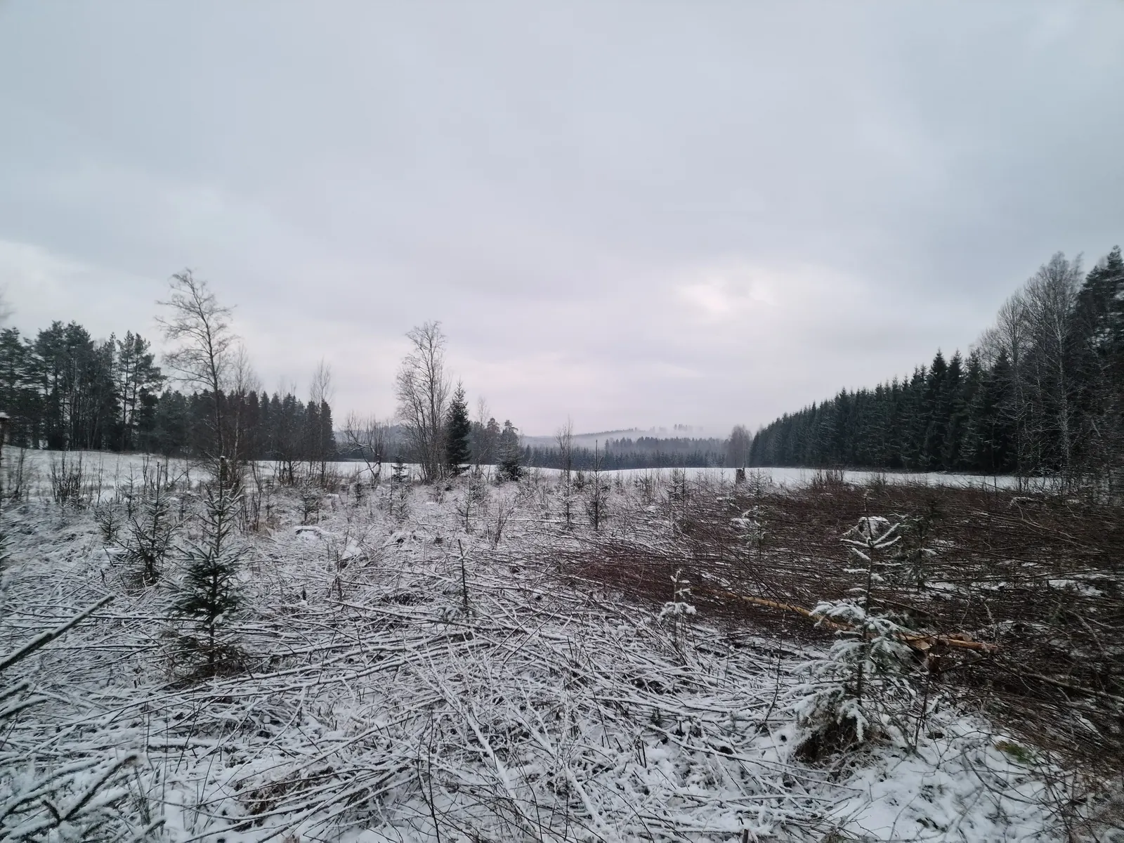 Varhaisperkaus ja metsän hoito Kanta-Häme