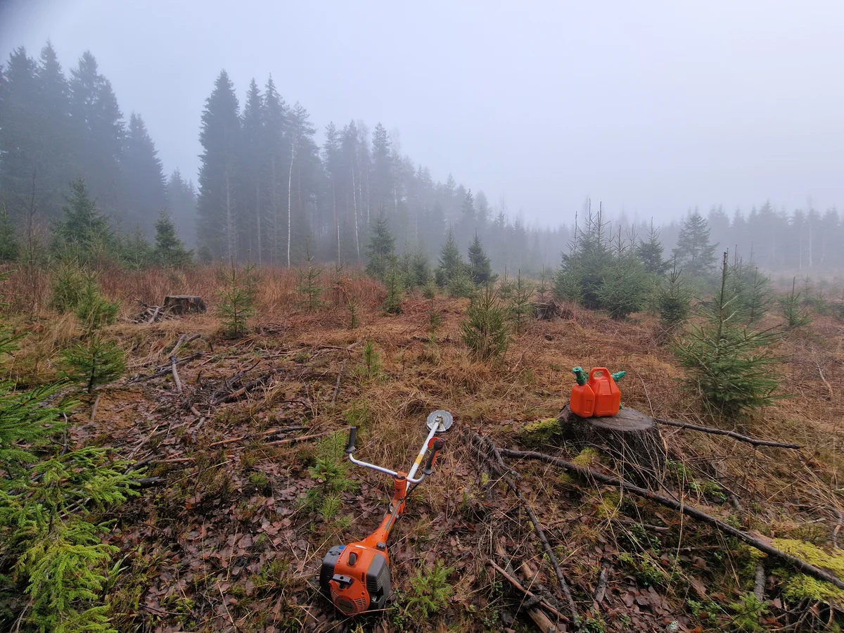 Varhaisperkaus usvassa